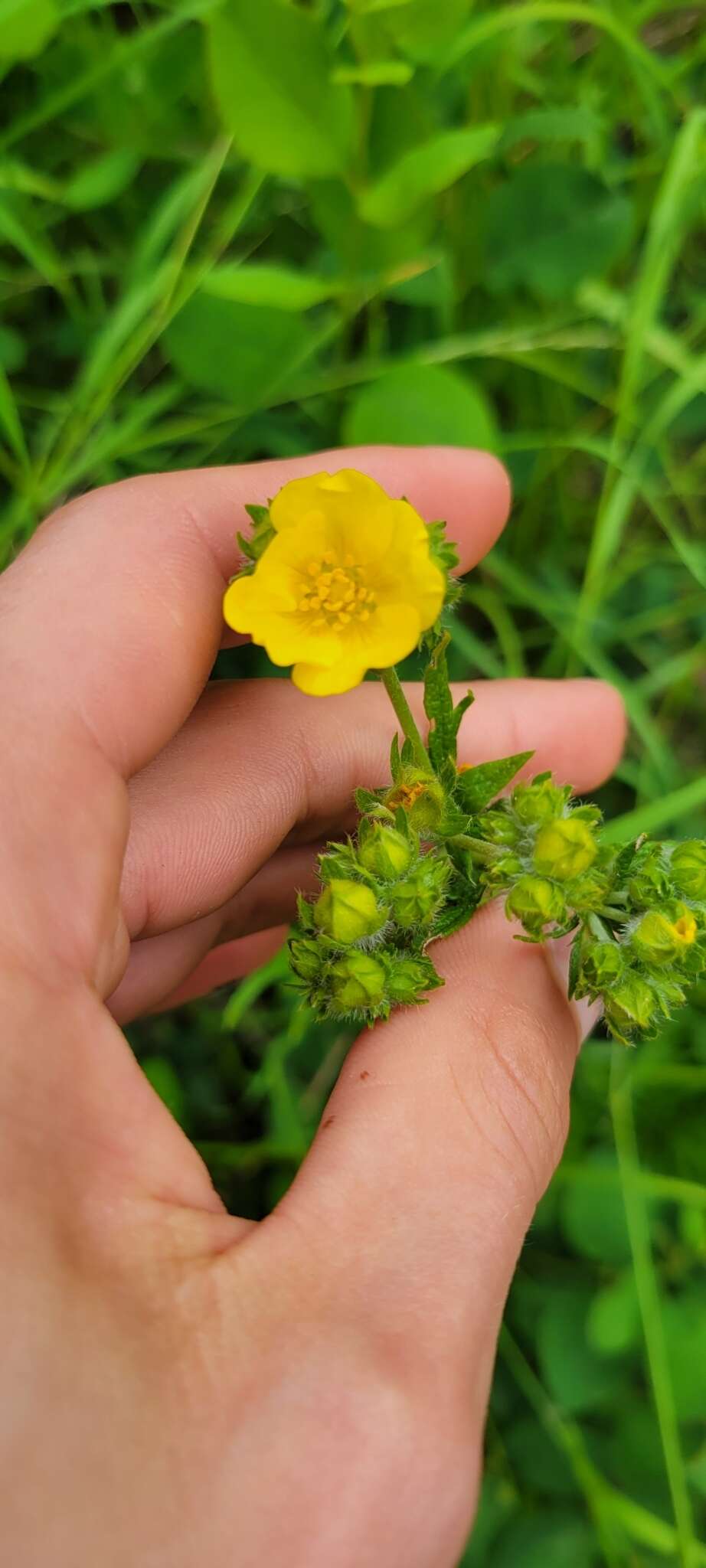 Слика од Potentilla gracilis var. flabelliformis (Lehm.) Nutt.