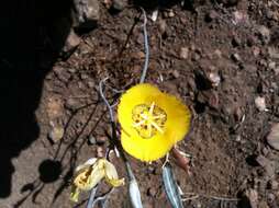 Image of goldenbowl mariposa lily