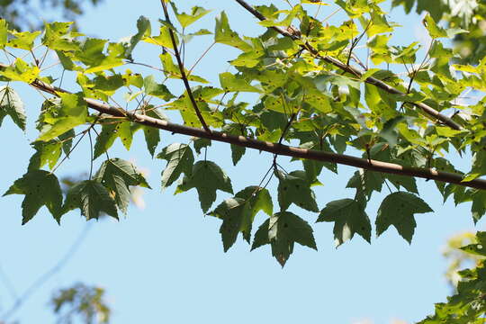 Plancia ëd Acer pycnanthum C. Koch