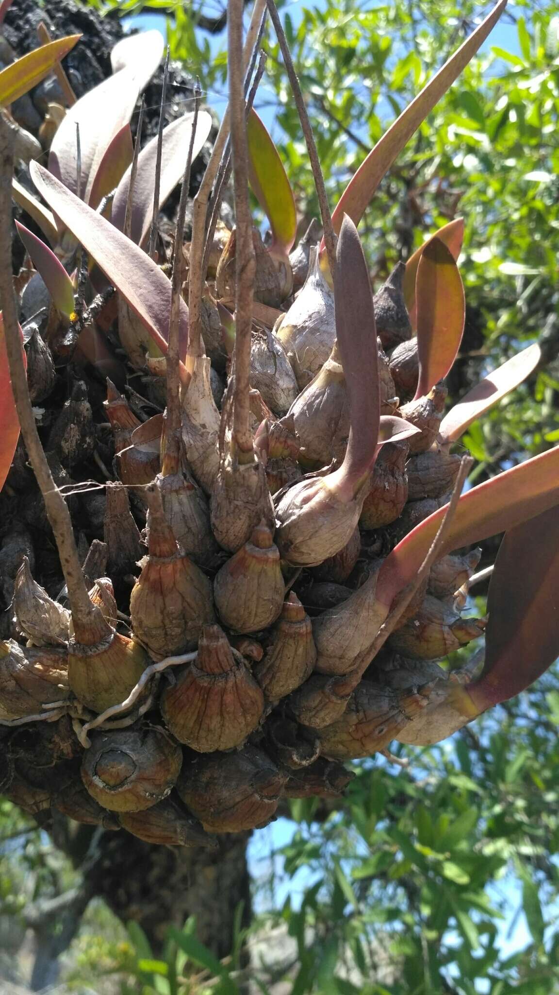 Image of Laelia speciosa (Kunth) Schltr.