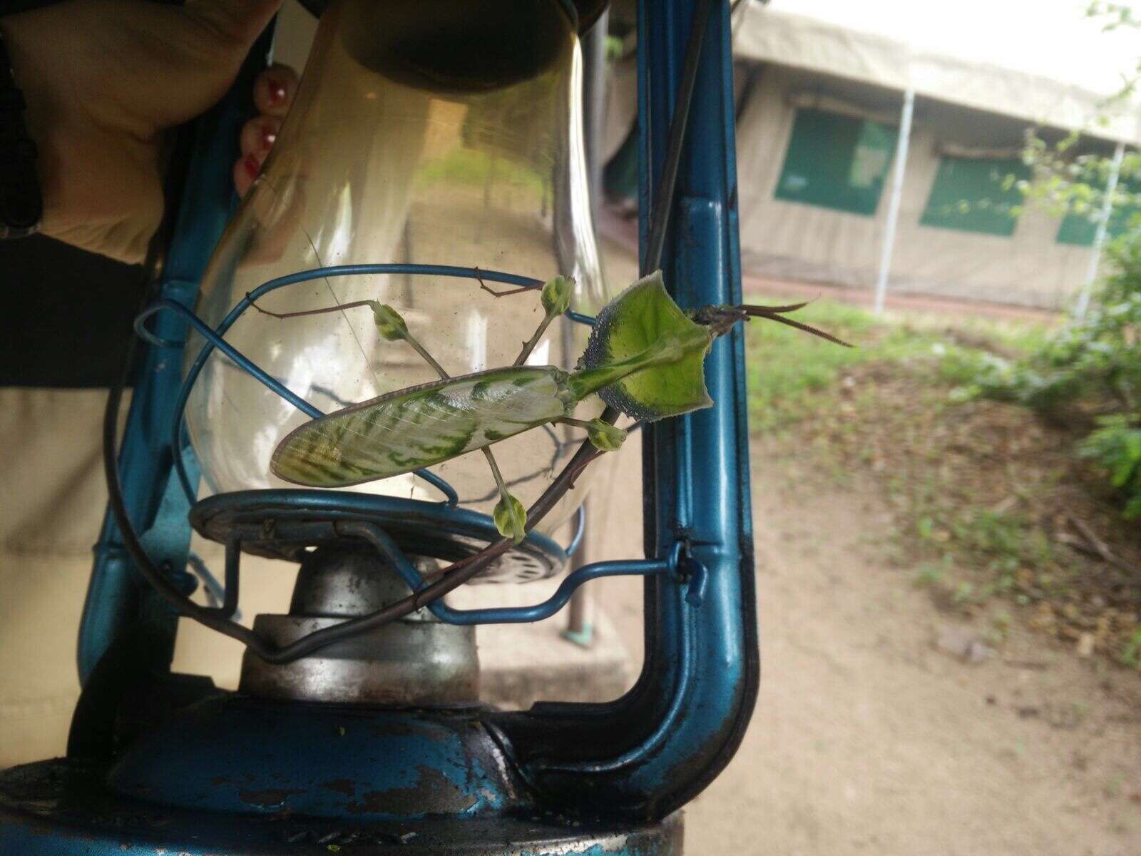 Image of giant devil's flower mantis