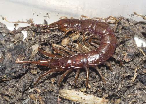 Image of Lithobius peregrinus Latzel 1880