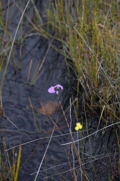 Plancia ëd Utricularia volubilis R. Br.