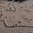 Image of Cape Golden Mole