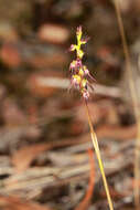 Image of Sharp midge-orchid