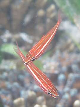 Слика од Ostorhinchus margaritophorus (Bleeker 1855)