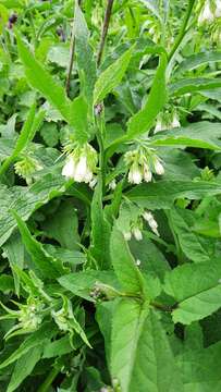 Plancia ëd Symphytum officinale subsp. bohemicum (F. W. Schmidt) Celak.