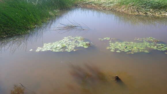 Image of Sagittaria guayanensis subsp. lappula (D. Don) Bogin