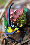 Image of Rainbow Scarab