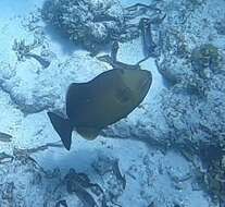 Image of Bridle Triggerfish