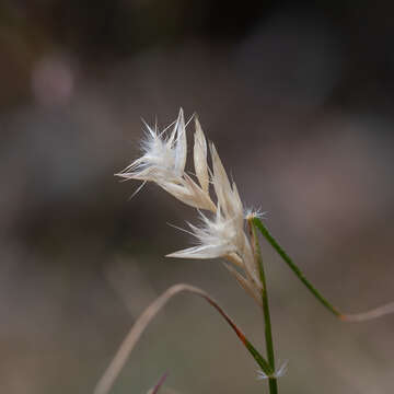 Plancia ëd Rytidosperma geniculatum (J. M. Black) Connor & Edgar