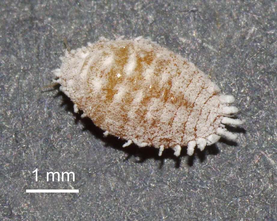 Image of Citrus mealybug