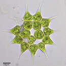 صورة Monactinus simplex