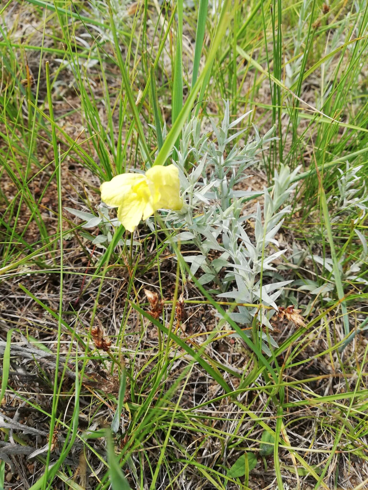 Plancia ëd Cymbaria daurica L.