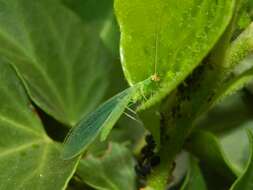 Sivun Chrysoperla lucasina (Lacroix 1912) kuva