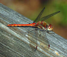 Image of Common Darter