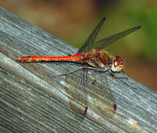 Image of Common Darter