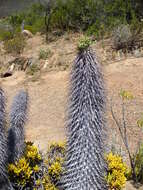 Image of Pachypodium namaquanum (Wyley ex Harv.) Welw.