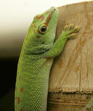 Phelsuma madagascariensis Gray 1831 resmi