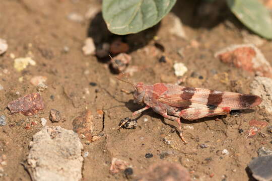 Imagem de Sphingonotus (Sphingonotus) octofasciatus (Serville 1838)