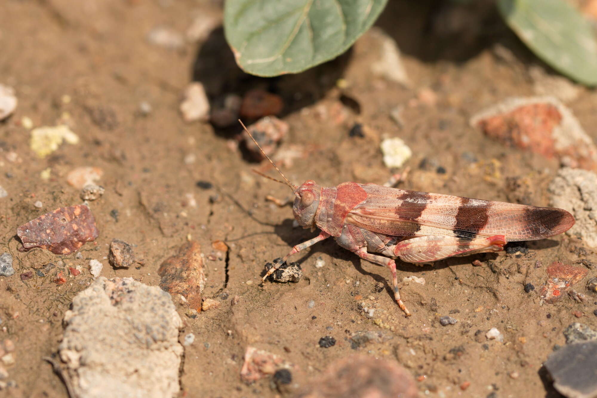 Image de Sphingonotus (Sphingonotus) octofasciatus (Serville 1838)