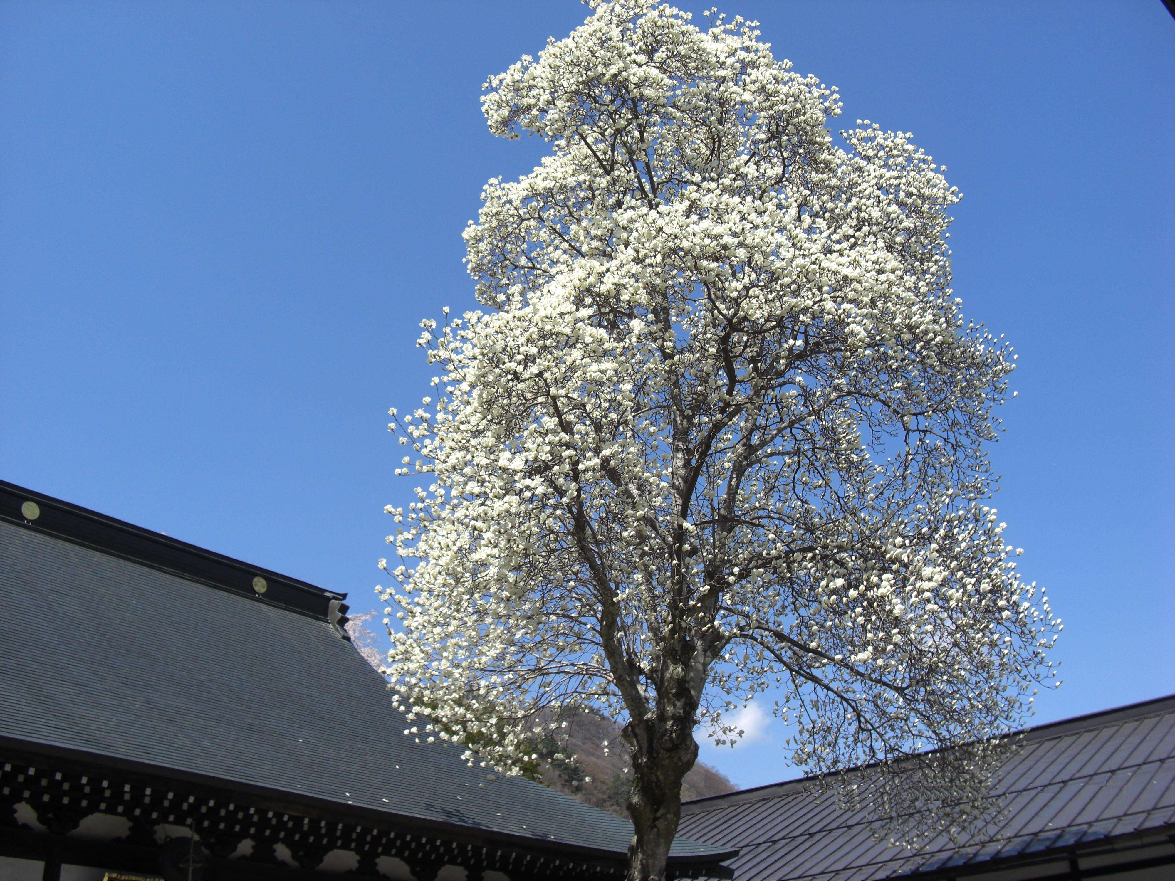 Image of Lily Tree