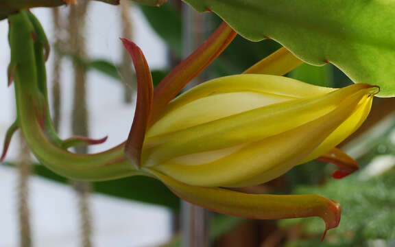 Image of Epiphyllum laui Kimnach