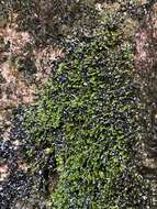 Image of fissidens moss