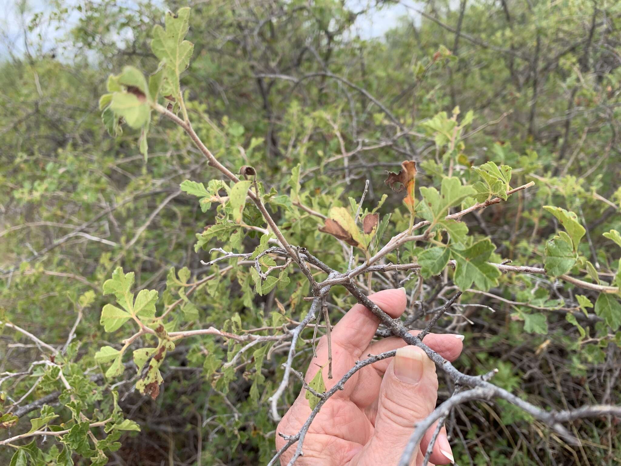 Image of pubescent skunkbush sumac