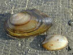 Image of mussel