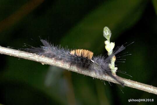 صورة Dasychira chekiangensis Collenette 1938