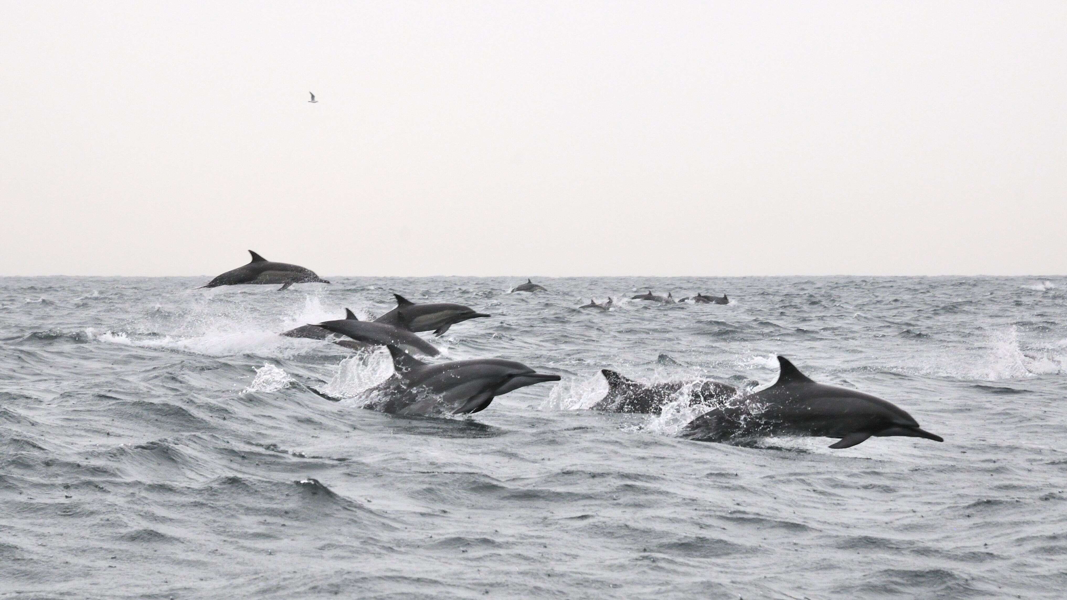 Image of Long-beaked Dolphin