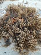 Image of woolly beachheather