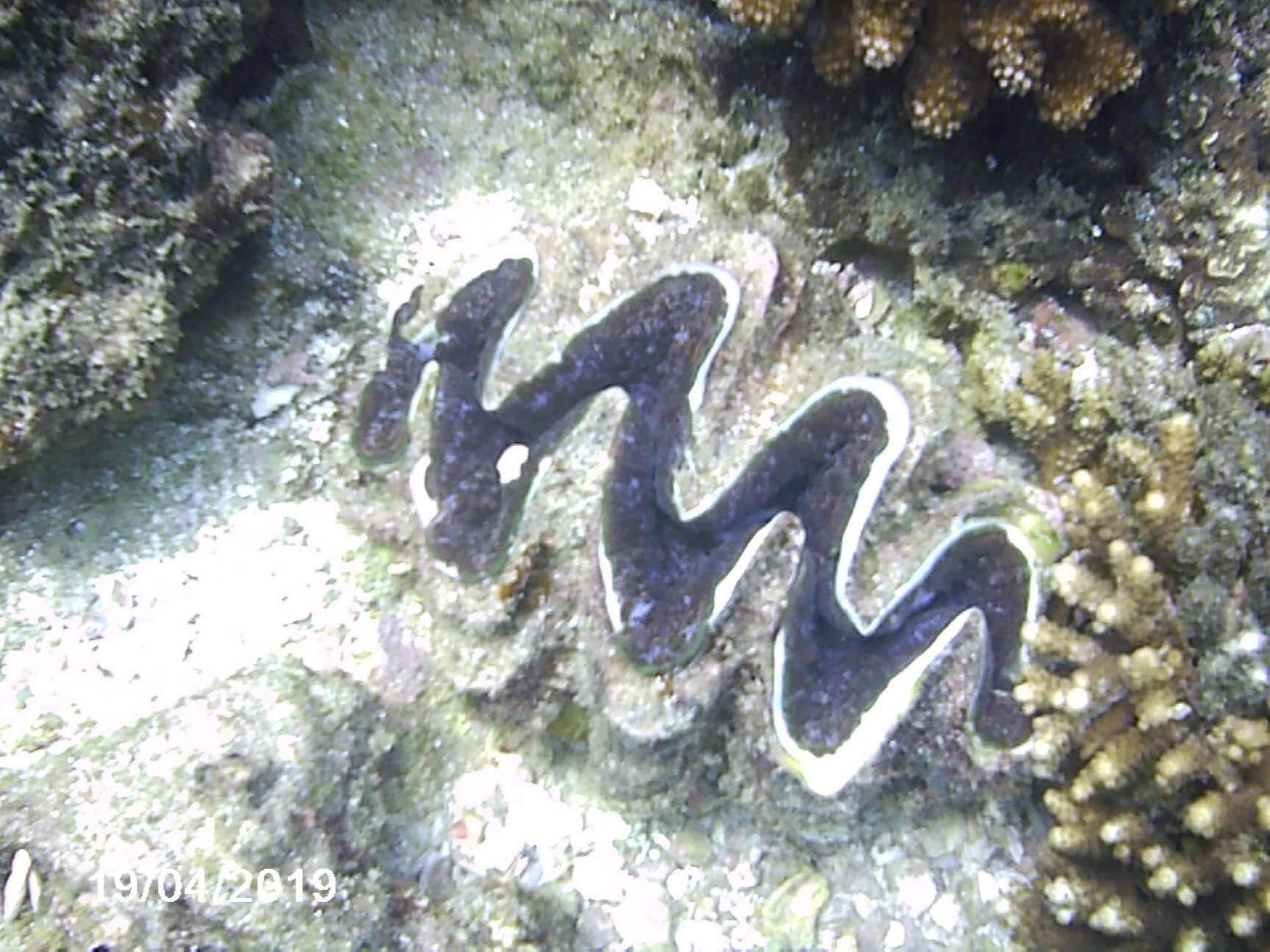 Image de Tridacna elongatissima Bianconi 1856