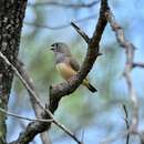 Image of Australian Zebra Finch