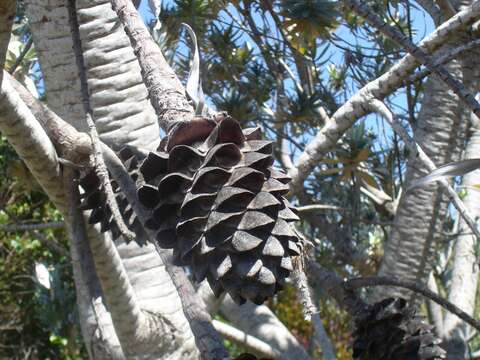 Imagem de Leucadendron argenteum (L.) R. Br.