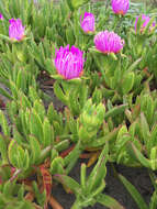 Imagem de Carpobrotus aequilaterus (Haw.) N. E. Br.