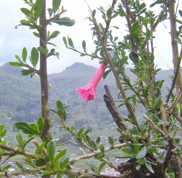 Image of <i>Cantua buxifolia</i> Jussieu ex Lamarck