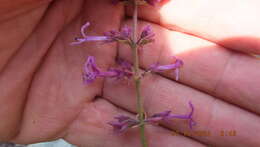 Image of Ocimum serratum (Schltr.) A. J. Paton