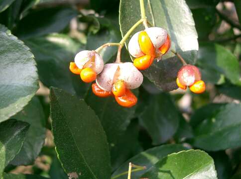 Plancia ëd Euonymus japonicus Thunb.