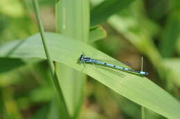 Image of Azure Bluet