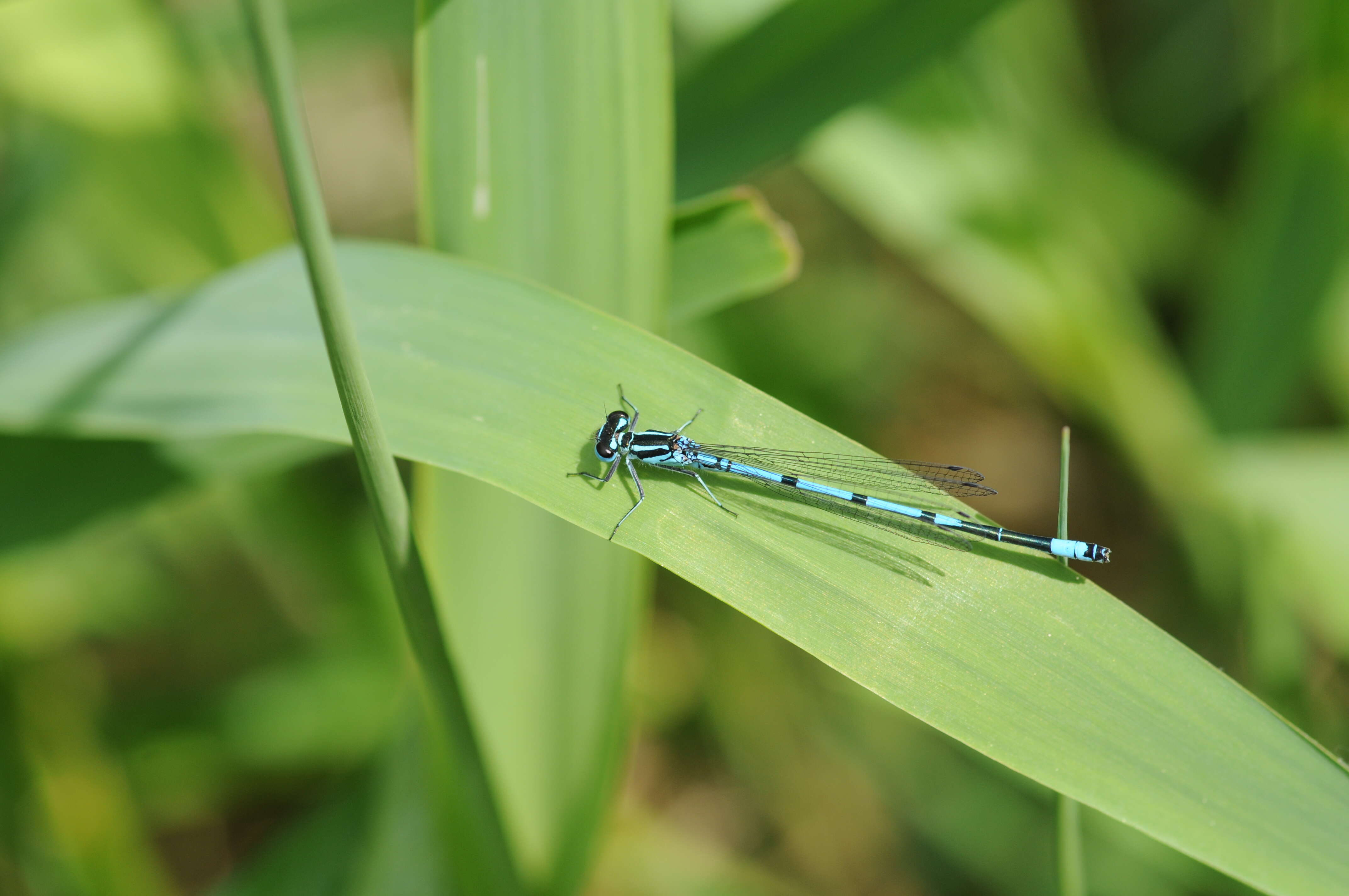 Image of Azure Bluet