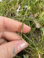 Image of Pacific foxtail