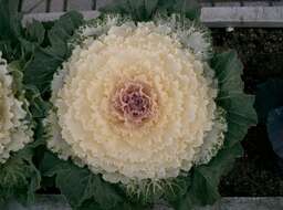 Image of white cabbage