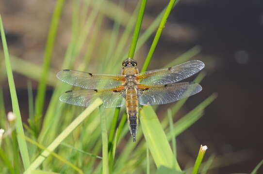 Image of Four-spotted Chaser