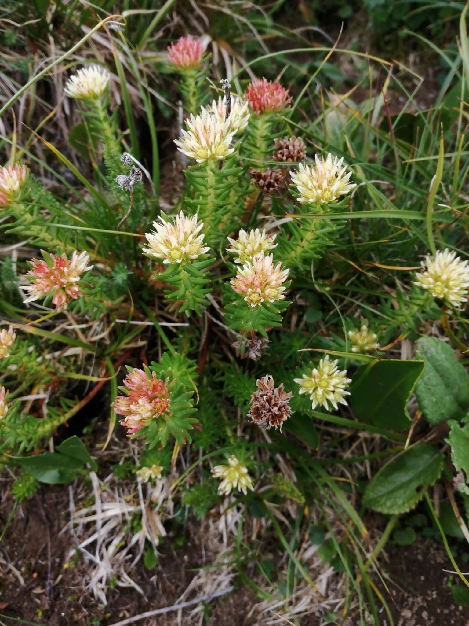 Image of Rhodiola algida (Ledeb.) Fisch. & C. A. Mey.