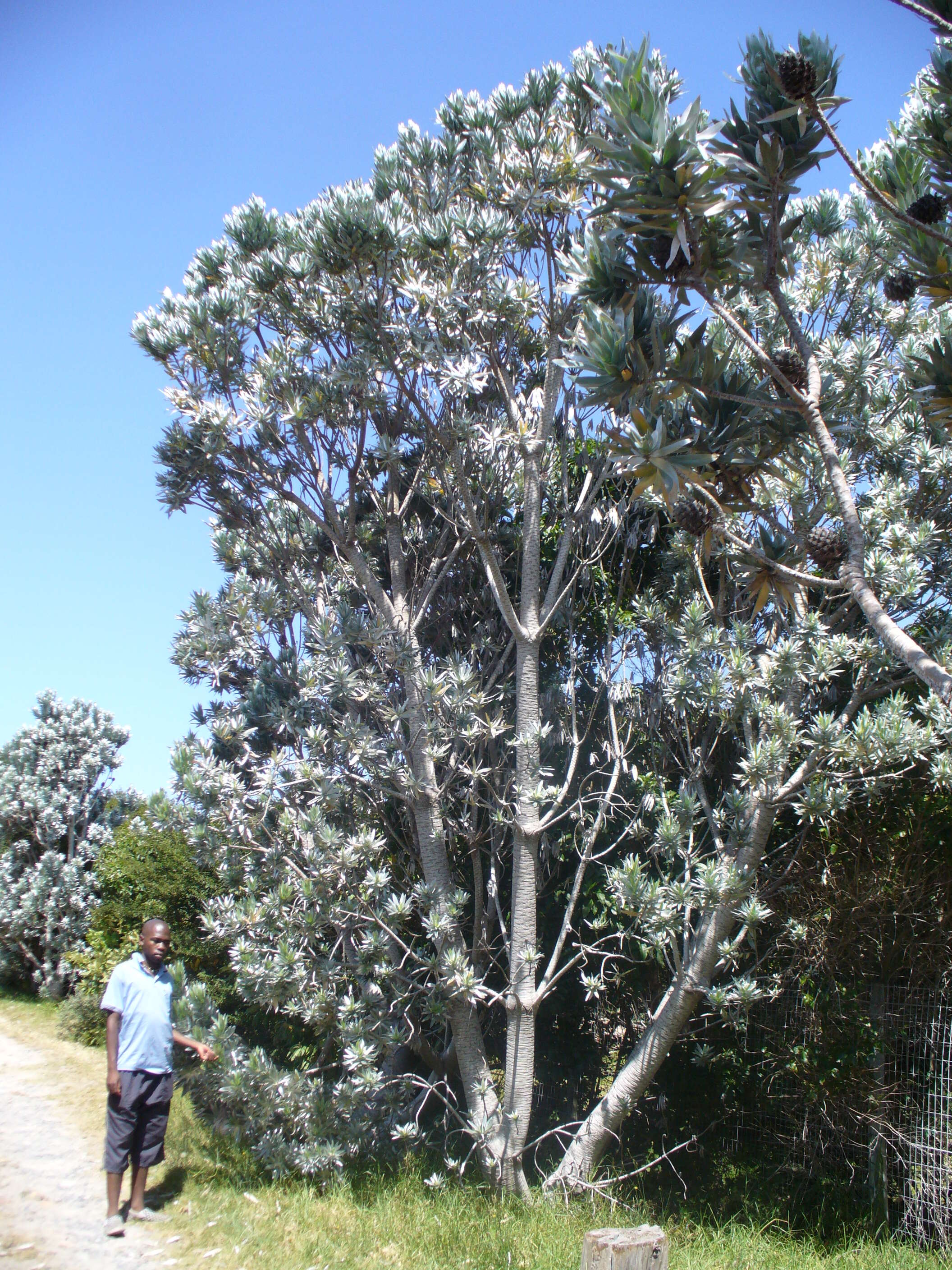 Image de Leucadendron argenteum (L.) R. Br.