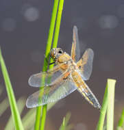 Image of Four-spotted Chaser