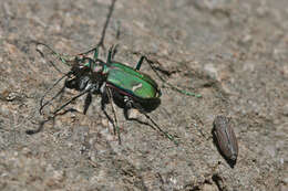 Image of Purple Tiger Beetle