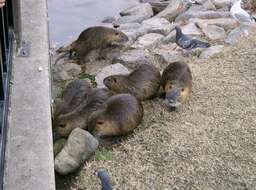 Image of River Rats